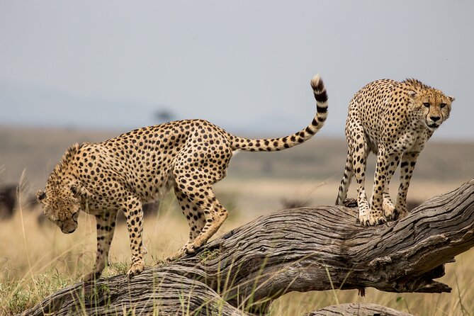 What is the best time for a 14-day Kenya safari?